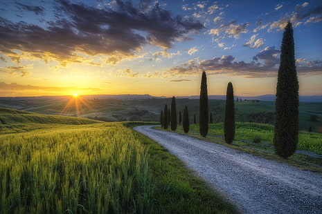 зеленая трава, дорога, солнце, лучи, свет, деревья, поле, утро, Италия, кипарис, тоскана, HD обои HD wallpaper