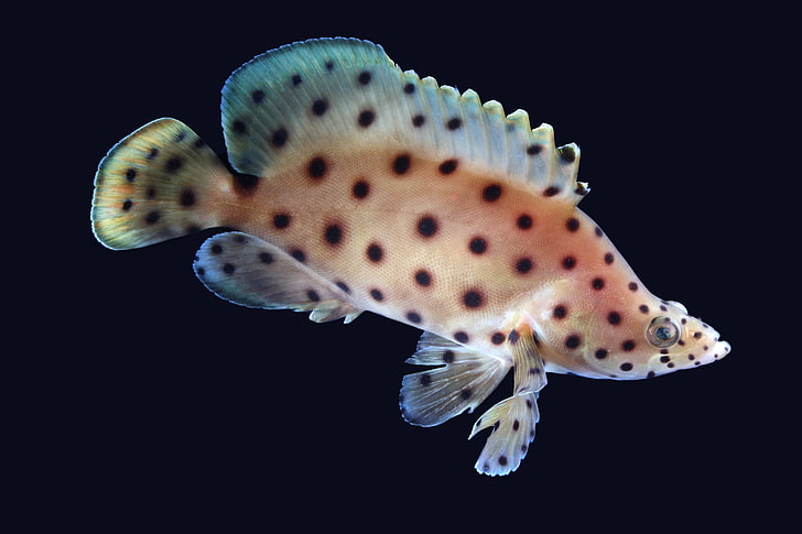 ปลากะรังมหาสมุทรทะเลชีวิตใต้ทะเลใต้น้ำ, วอลล์เปเปอร์ HD