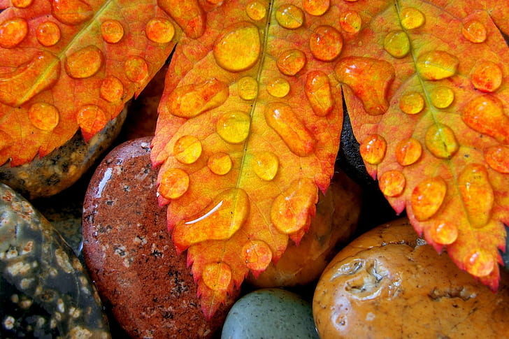 Waterdrops On Leaf, härlig, stenar, falla, vacker, färger, vatten, fredlig, prakt, blad, droppar, säsong, höst, natu, HD tapet