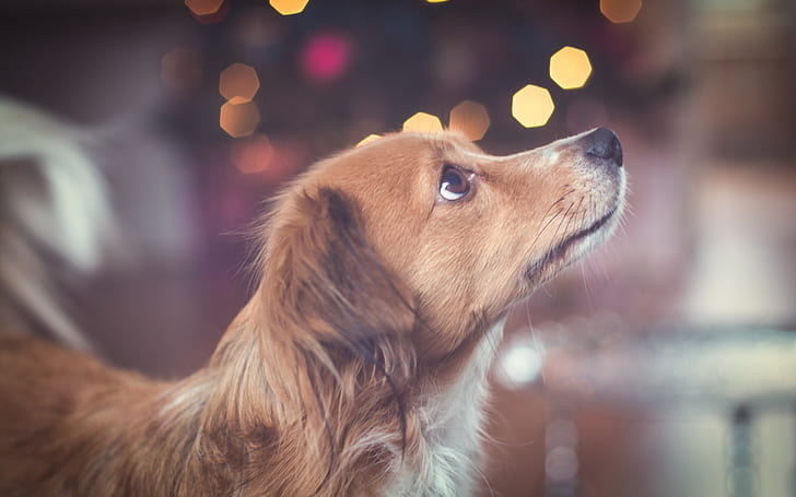 สุนัขสีน้ำตาลเงยหน้าขึ้นมองสุนัขเคลือบสีน้ำตาลยาวสีน้ำตาลสุนัขเงยหน้าขึ้นมอง, วอลล์เปเปอร์ HD