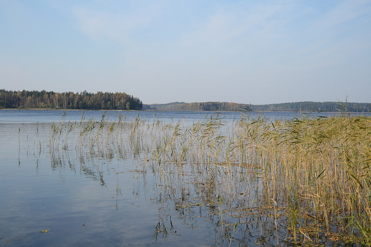 lake, reeds, water, HD wallpaper