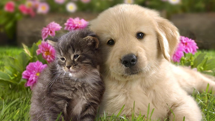 cute, doggie, dog, cat, kitty, huddle, HD wallpaper