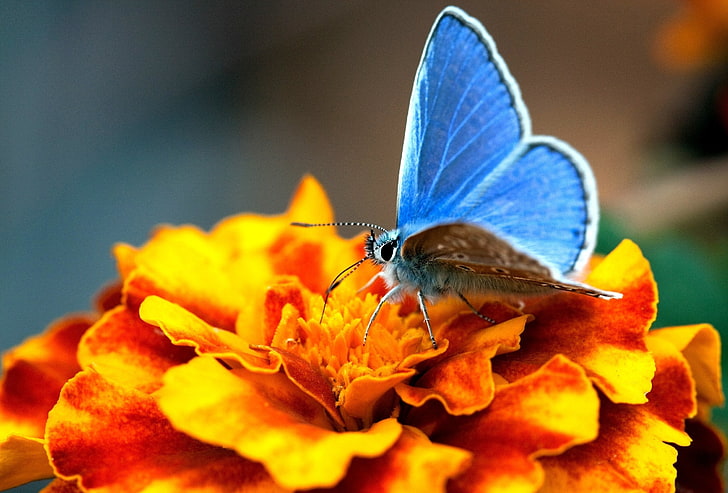 голубая бабочка, бабочка, цветок, узоры, HD обои