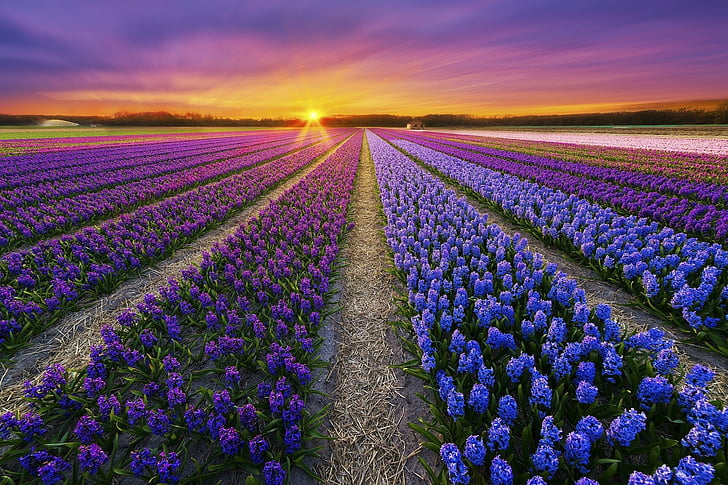花、ヒヤシンス、青い花、地球、フィールド、花、紫の花、日没、 HDデスクトップの壁紙