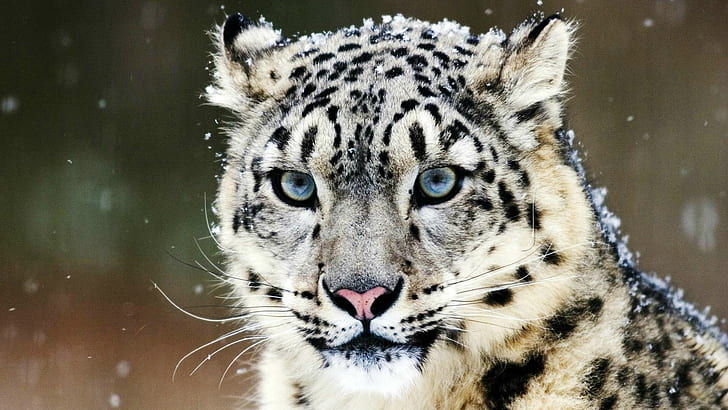 Snow Leopard HD, сини очи, котешки, леопард, сняг, снежен леопард, HD тапет