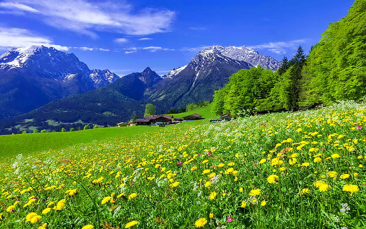 Krajobraz górski łąki z pięknymi kwiatami górskimi Żółte i białe kwiaty i zielona trawa z górami las sosnowy zaśnieżone szczyty górskie Niebieskie tapety pulpitu tła do pobrania za darmo, Tapety HD