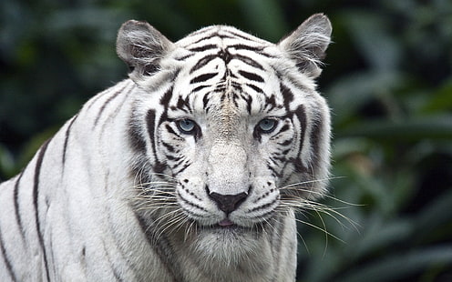 White Tiger, albino tiger, tiger, HD wallpaper HD wallpaper