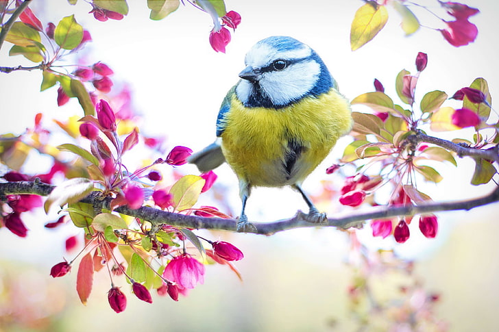bird, blue, branch, colorful, flowering tree, nature, pink, spring, spring bird, springtime, tree, yellow, HD wallpaper