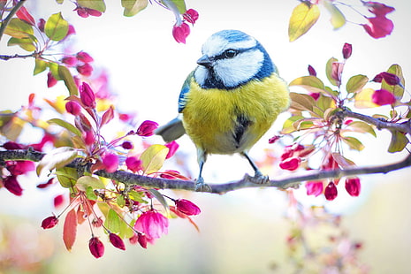 птица, синьо, клон, цветно, цъфтящо дърво, природа, розово, пролет, пролетна птица, пролет, дърво, жълто, HD тапет HD wallpaper