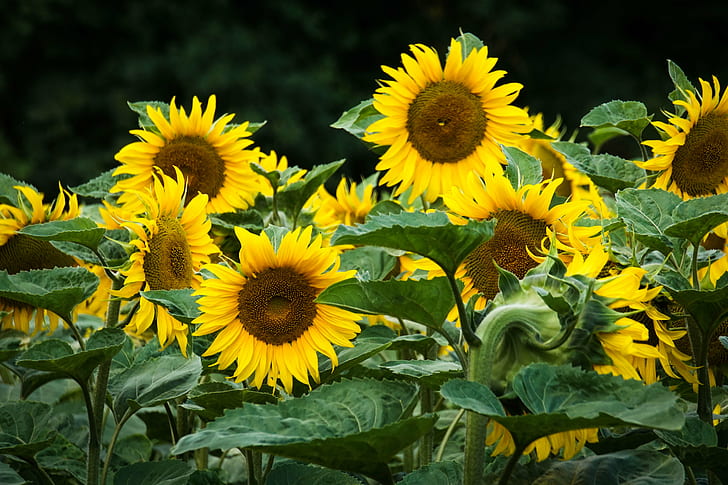 bidang bunga matahari, Suatu hari, musim panas lalu, bunga matahari, bunga matahari, kuning, alam, pertanian, tanaman, musim panas, bunga, bidang, daun, di luar ruangan, Adegan pedesaan, Wallpaper HD