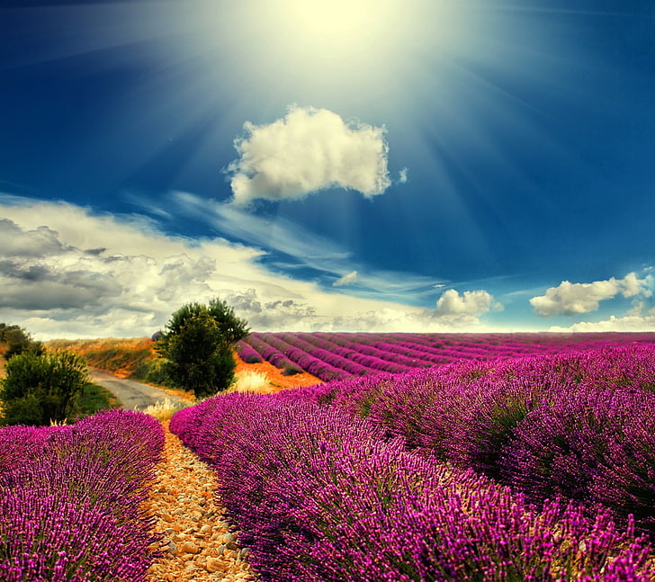 field, lavender, HD wallpaper