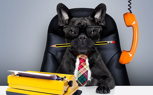Humor, hund, fransk bulldog, glasögon, slips, skrivmaskin, HD tapet HD wallpaper