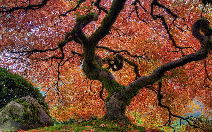Jardín japonés en otoño Arce japonés en Portland Desktop Wallpaper Hd para teléfonos móviles y computadoras portátiles 3840 × 2400, Fondo de pantalla HD
