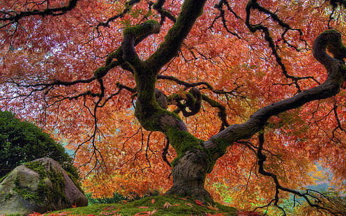 الحديقة اليابانية في الخريف شجرة القيقب اليابانية في بورتلاند خلفية سطح المكتب عالية الدقة للهواتف المحمولة وأجهزة الكمبيوتر المحمولة 3840 × 2400، خلفية HD HD wallpaper