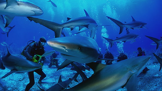 fish, marine biology, water, shark, underwater, diving, sharks, sea, diver, ocean, similan, thailand, similan islands, HD wallpaper HD wallpaper