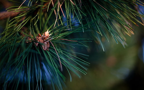 Fotografie des selektiven Fokus der grünblättrigen Pflanze, der Fichte, des Zweigs, der Nadeln, des Grüns, des Harzes, HD-Hintergrundbild HD wallpaper