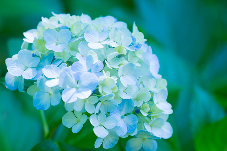 petals, flowers, blue, hydrangea, splendor, HD wallpaper
