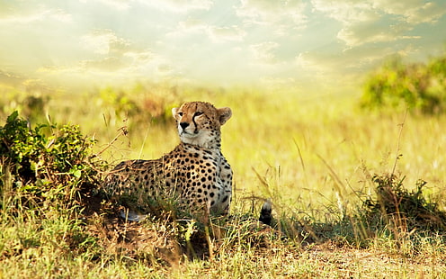 Гепард Савана Африка, Африка, гепард, савана, HD тапет HD wallpaper