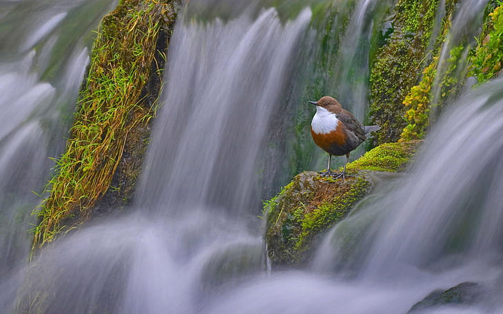 bird, England, Derbyshire, water Sparrow, dipper, water thrush, HD wallpaper