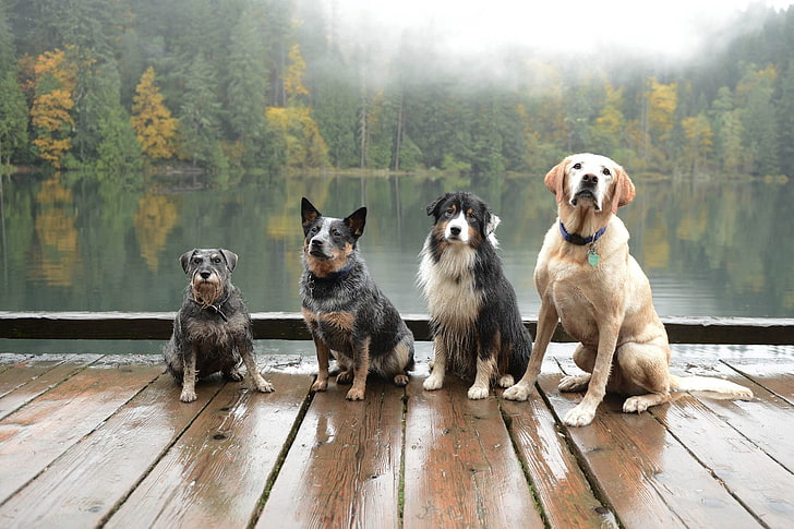 four assorted dogs, photography, nature, landscape, dog, animals, lake, dock, forest, mist, HD wallpaper