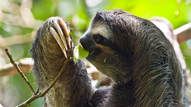 three toed sloth, HD wallpaper