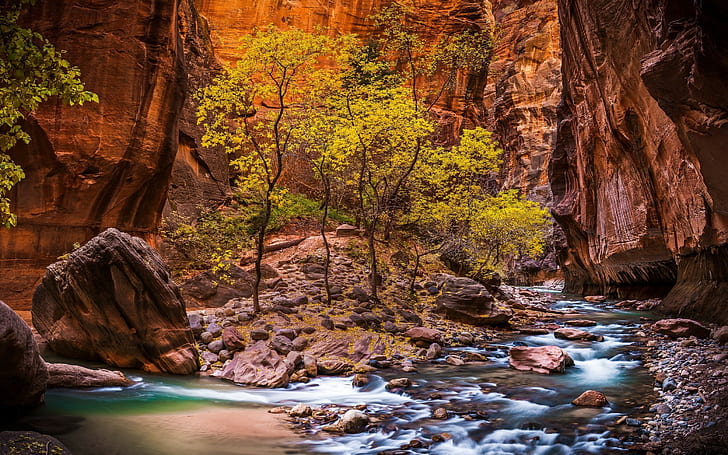 landscape nature zion national park river canyon utah trees erosion red usa national park stones pebbles rock valley hdr stream, HD wallpaper