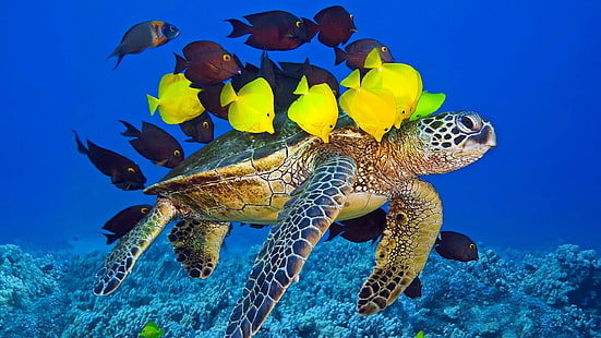 tortue de mer, biologie marine, caouanne, sous-marin, récif corallien, tortue, poisson de récif corallien, corail, récif, poisson, tortue marine, invertébré marin, Fond d'écran HD HD wallpaper