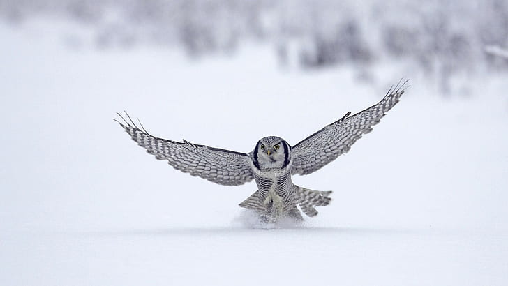 сова, птицы, снег, крылья, HD обои