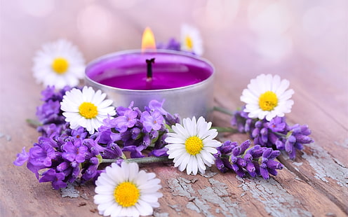White daisy flowers, lavender, candles, White, Daisy, Flowers, Lavender, Candles, HD wallpaper HD wallpaper