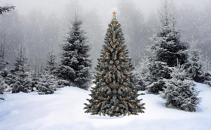 クリスマスツリー、木、花輪、星、雪、冬、森、新年、クリスマス、 HDデスクトップの壁紙