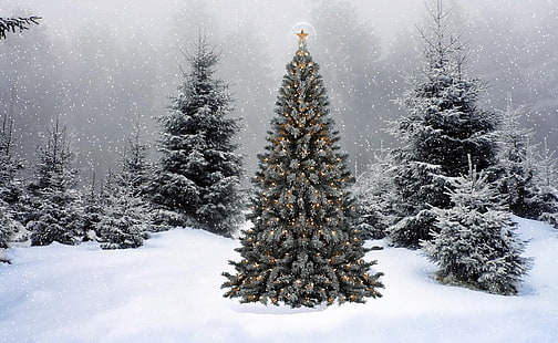 Julgran, träd, krans, stjärna, snö, vinter, skog, nyår, jul, HD tapet HD wallpaper