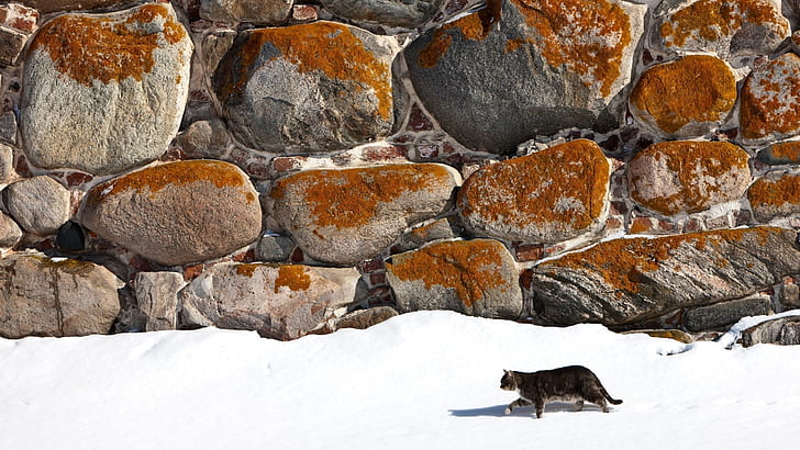 Cat Alone, snow, mountain, landscape, HD wallpaper