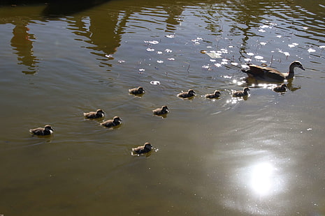 ducklings, ducks, ducks in a row, swim, HD wallpaper HD wallpaper