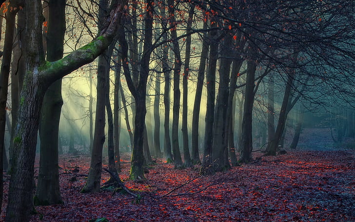 naturaleza, árboles, bosque, hojas caídas, luz solar moteada, invierno, Fondo de pantalla HD