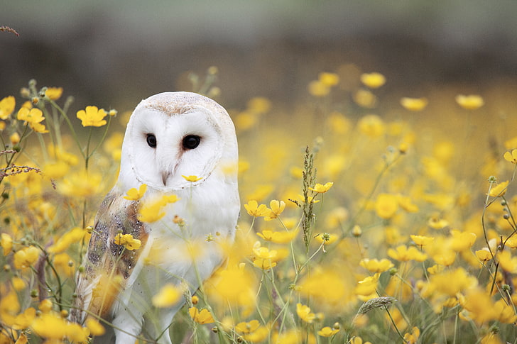 white owl, owl, barn owl, bird, predator, HD wallpaper