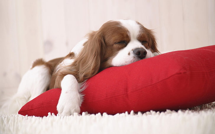 adult Cavalier King Charles spaniel, carpet, puppy, pillow, HD wallpaper
