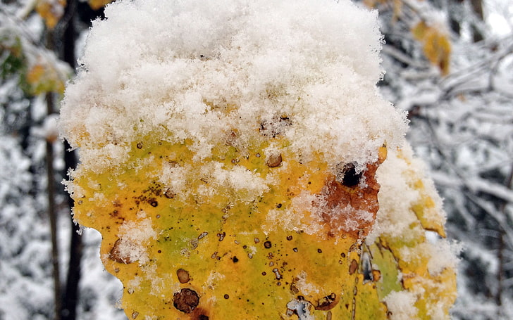 planta cubierta de hielo, invierno, hojas, árboles, nieve, fotografía, naturaleza, Fondo de pantalla HD