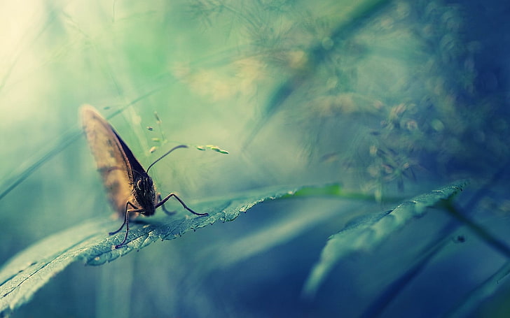 beige and brown butterfly, butterfly, grass, leaves, sit, HD wallpaper