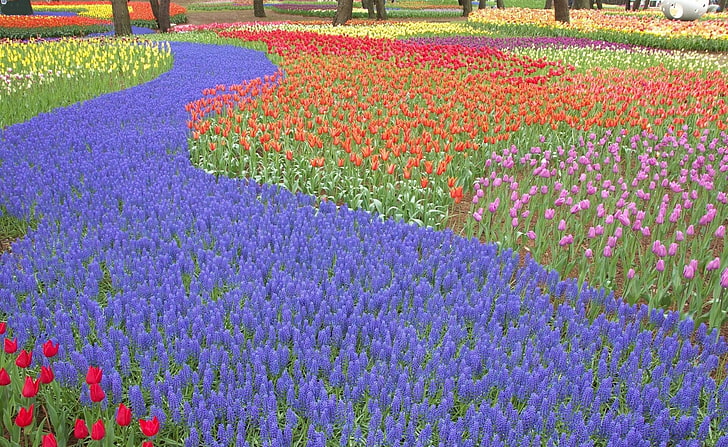 Lotto di fiori, giacinti, tulipani, fiori, lotto, parco, magnificamente, Sfondo HD