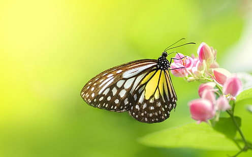 Бабочка насекомое цветы, насекомое, бабочка, цветы, HD обои HD wallpaper