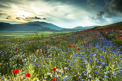 red poppy flower field, field, flowers, mountains, nature, Maki, chamomile, Italy, cornflowers, HD wallpaper HD wallpaper