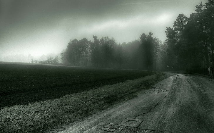estrada, névoa, árvores, assustador, HD papel de parede