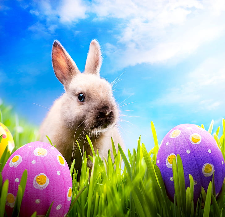 grass, eggs, spring, rabbit, meadow, Easter, sunshine, blue sky, bunny, HD wallpaper
