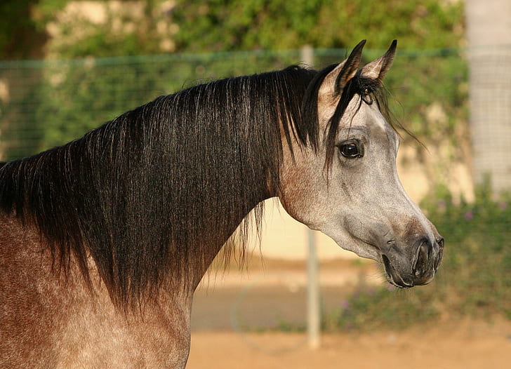 Arabian Horse, i luv horses, horses, animals, black stallions, nature, grey arabian horses, arabian horses, HD wallpaper