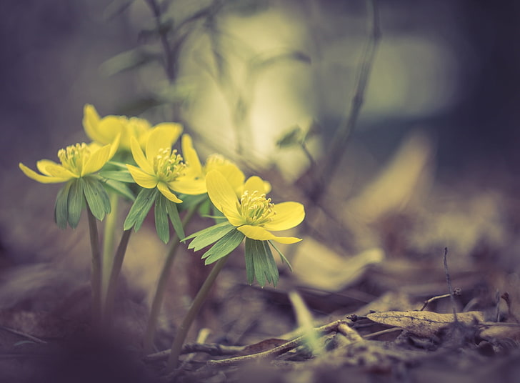 Yellow Spring Flowers Macro, Seasons, Spring, Yellow, Flowers, Photography, Ground, Springtime, depthoffield, HD wallpaper