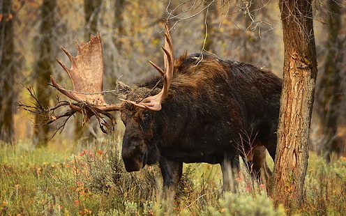wypychanie jeleni brązowych i czarnych, łoś, zwierzęta, Tapety HD HD wallpaper