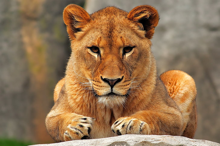 red lioness, lion, lioness, sit, predator, HD wallpaper