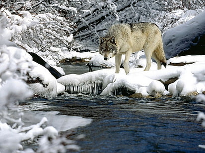 creek fishing its the wolf Animals Dogs HD Sztuka, Zima, potok, wędkarstwo, Tapety HD HD wallpaper