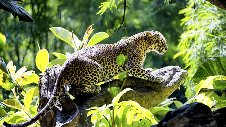 Красивый леопард, коричневый и черный леопард, HD, дикая кошка, плотоядное животное, коряга, животные, леопард, лучший, красивый, HD обои