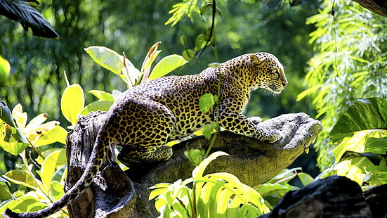 Hübscher Leopard, brauner und schwarzer Leopard, HD, wilde Katze, Fleischfresser, Baumstumpf, Tiere, Leopard, am besten, hübsch, HD-Hintergrundbild HD wallpaper